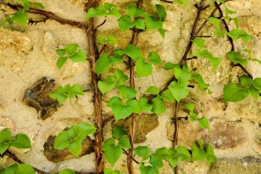 Hydrangea petiolaris (Tırmanan Hydrangea) Fransa 'da kireçtaşı bir duvarda büyüyor.