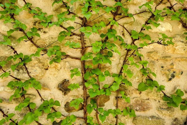 Hydrangea Petiolaris Climbing Hydrangea Creciendo Una Pared Piedra Caliza Una —  Fotos de Stock