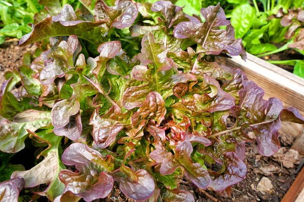 Primer Plano Cantarix Lechuga Variedad Oakleaf Creciendo Policontúnel —  Fotos de Stock