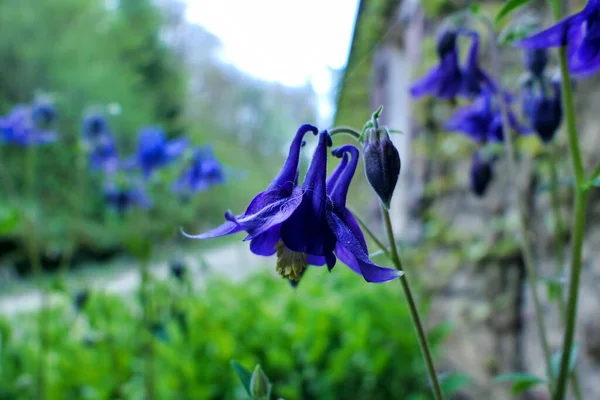 Aquilegia Vulgaris Kafasını Tomurcuğunu Kapatın Aynı Zamanda Common Columbine Olarak — Stok fotoğraf