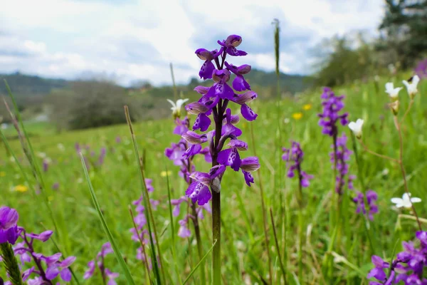 牧草地での初期紫蘭 蘭マスキュラ のクローズ アップ — ストック写真