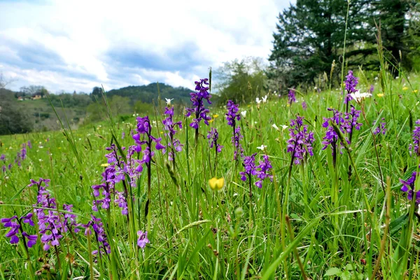 Meadow Full Early Purple Orchids Orchis Mascula — стоковое фото