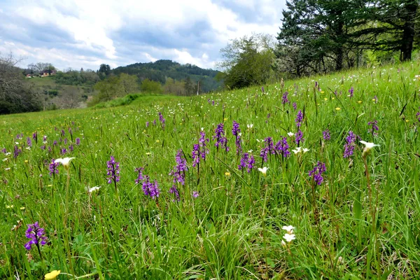 Meadow Full Early Purple Orchids Orchis Mascula — Stock Photo, Image