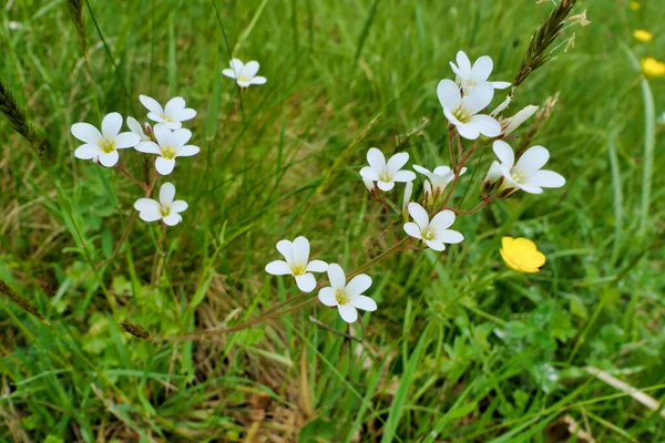 Meadow Saxifrage Saxifraga Granulata Growing Wild French Meadow — 스톡 사진