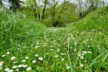 Papatyalarla kaplı ülke yolları (Bellis perennis)