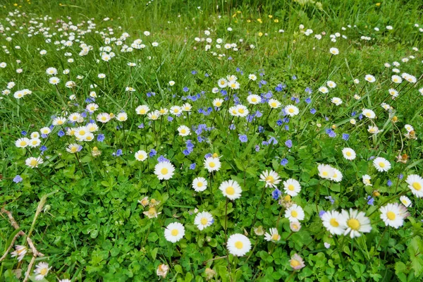 Germander Speedwell (Veronica chamaedrys), ayrıca Birds-eye Speedwell olarak da bilinir, papatyalar arasında büyümektedir (Bellis perennis)