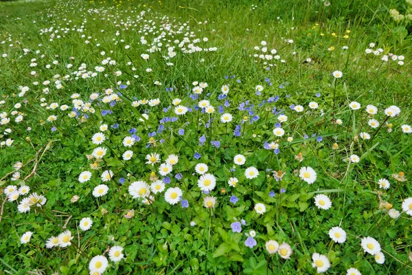 Germander Speedwell (Veronica chamaedrys), ayrıca Birds-eye Speedwell olarak da bilinir, papatyalar arasında büyümektedir (Bellis perennis)