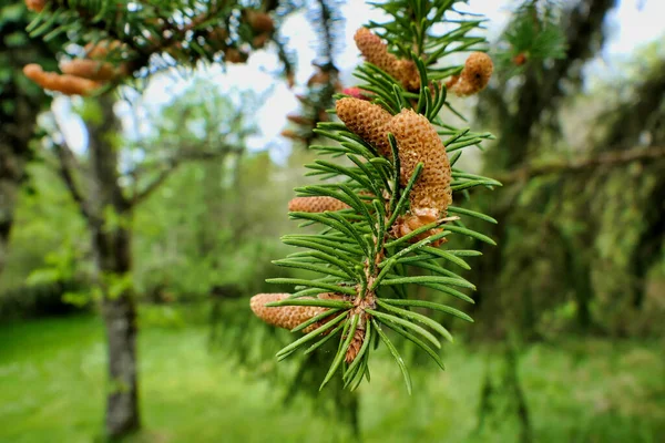 Zbliżenie Nowych Szyszek Tworzących Się Wiosną Norweskim Świerku Picea Abies — Zdjęcie stockowe