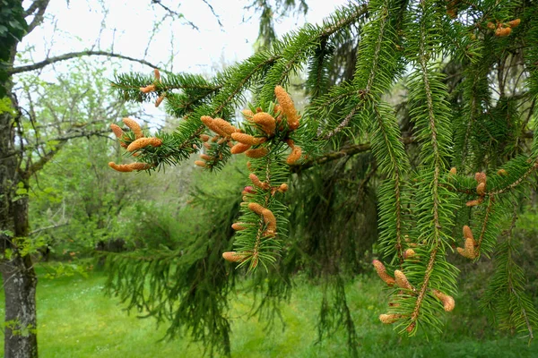 Close New Cones Forming Norway Spruce Picea Abies Spring — Fotografia de Stock