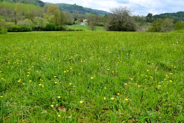Padang Rumput Bunga Liar Perancis Penuh Dengan Buttercups Ranunculus — Stok Foto