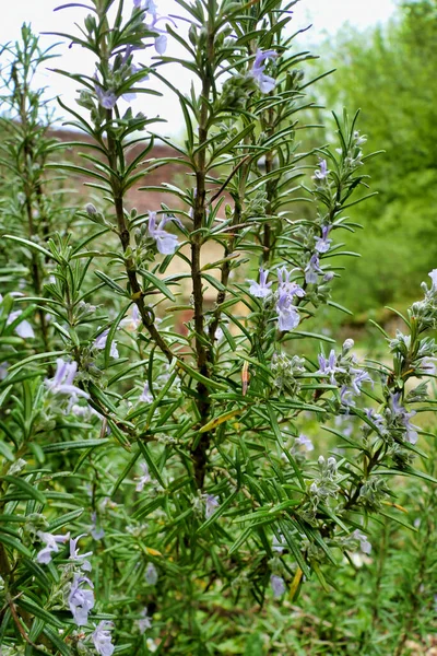 Nahaufnahme Einer Blühenden Rosmarinpflanze Salvia Rosmarinus — Stockfoto