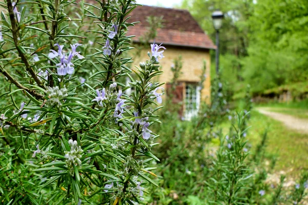 Close Van Een Bloeiend Rozemarijn Kruid Salvia Rosmarinus Met Een — Stockfoto