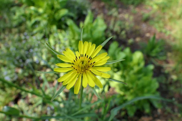 Κοντινό Πλάνο Ενός Μικρόσωμου Τράγου Tragopogon Minor — Φωτογραφία Αρχείου