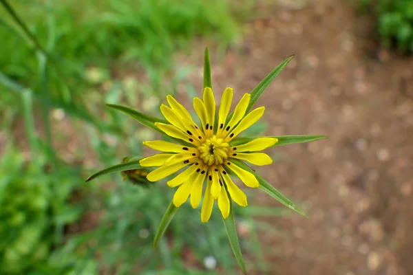 Kecskeszakáll Közelsége Tragopogon Minor — Stock Fotó