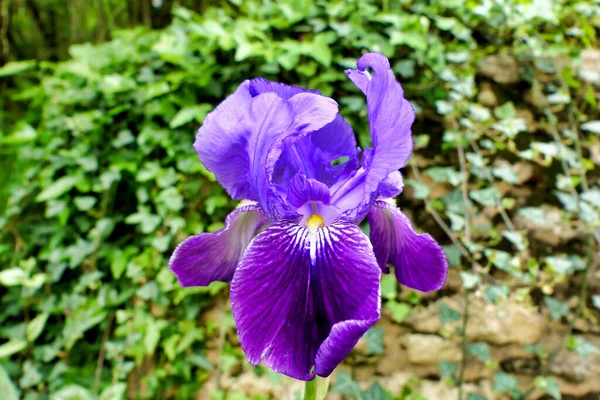 Close Blue Bearded Iris Showing Yellow Beard — Stok fotoğraf