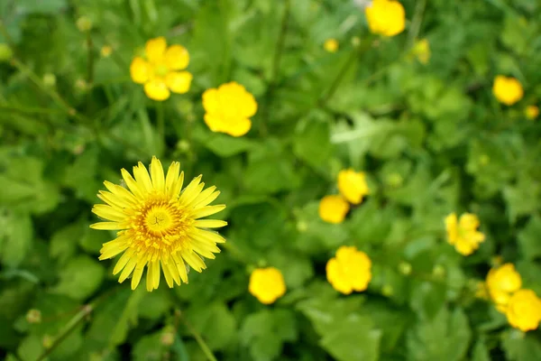 Közelkép Egy Pitypang Elszigetelt Egy Ágyban Buttercups — Stock Fotó