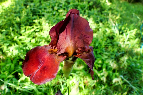 Close Burgundy Bearded Iris Showing Orange Beard — Fotografia de Stock