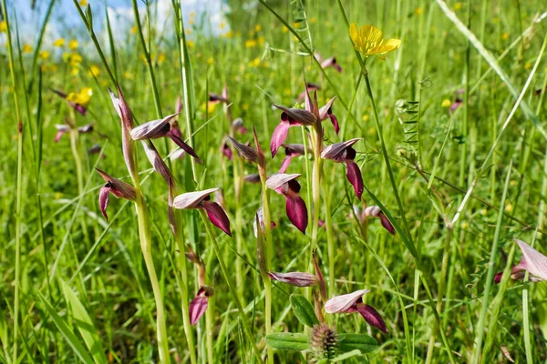 Close Tongue Orchids Serapias Lingua Wildflower Meadow — стоковое фото