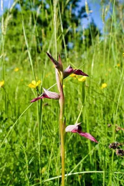 Zblízka Orchideje Serapias Lingua Louce Divokými Květy — Stock fotografie
