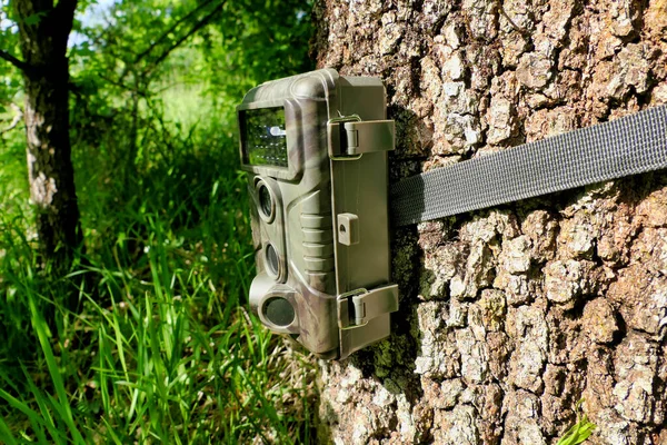 Camouflaged Trail Wildlife Camera Strapped Oak Tree Taking Films Pictures —  Fotos de Stock