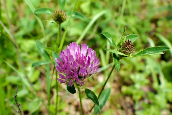 Pembe yonca çiçeğinin başını kapat.