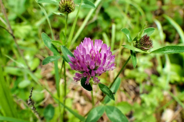 Close Head Pink Clover Flower — Stock Photo, Image