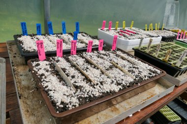 Kompost dolu tohum tepsileri, çeşitli biber tohumları yerleştirildi ve tepsiler etiketlendi