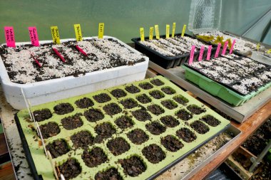 Kompost dolu tohum tepsileri, çeşitli biber tohumları yerleştirildi ve tepsiler etiketlendi