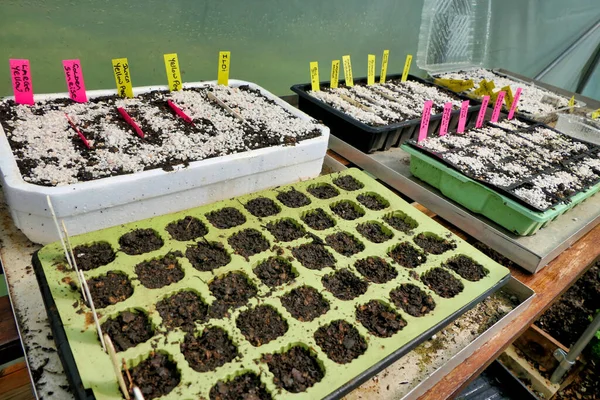 Kompost dolu tohum tepsileri, çeşitli biber tohumları yerleştirildi ve tepsiler etiketlendi
