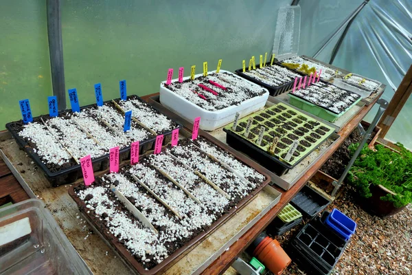 Kompost dolu tohum tepsileri, çeşitli biber tohumları yerleştirildi ve tepsiler etiketlendi