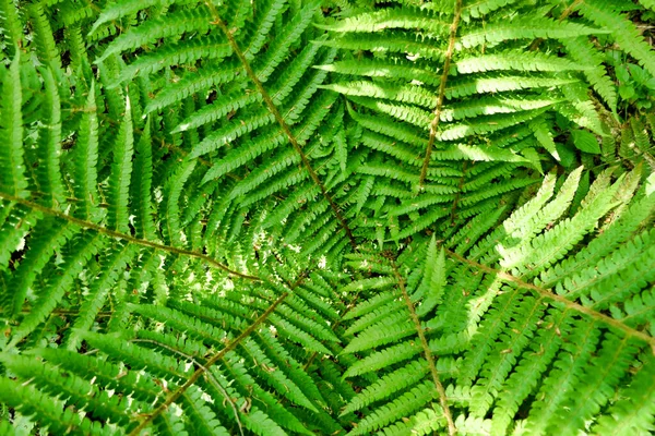 Close Centre Woodland Fern — стоковое фото