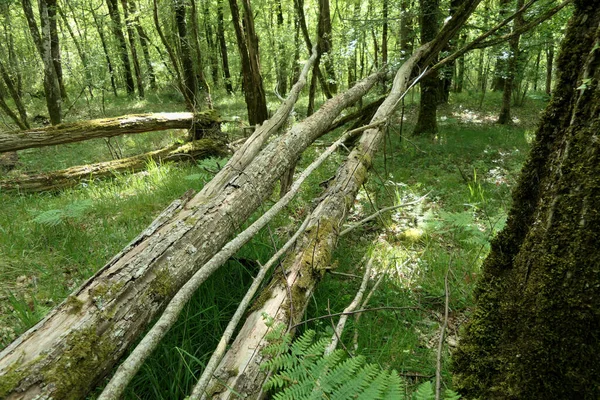 Acacia Sweet Chestnut Trees Blown Gale Force Winds Blocking Deer — Foto Stock