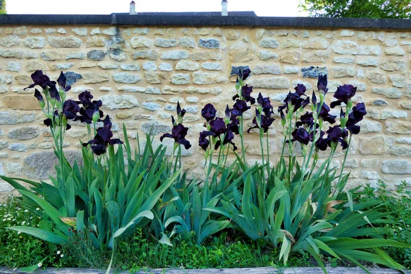 Seng Purpurfarget Skjeggete Iris Som Viser Det Blå Skjegget Satt – stockfoto