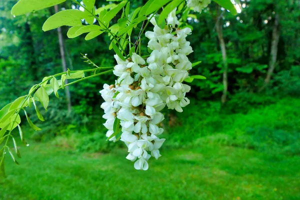 Close Fresh Flowers Blooming Acacia Tree Rainfall — Stock fotografie