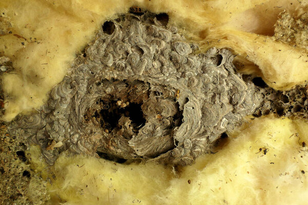 Гнездо азиатских шершней (Vespa velutina) обнаружено в изоляции во время ремонта крыши