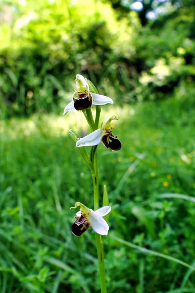 Крупный План Пчелиной Орхидеи Ophrys Apifera Изображающей Редкие Белые Чашечки — стоковое фото