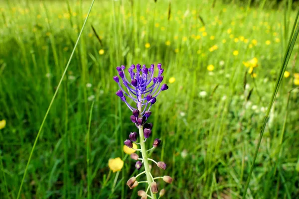 Bir püskül-sümbül (Muscari-comosum) bir çayırda, yakın çekim