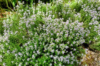 Çiçek içinde yaygın bir kekik bitkisi (Thymus vulgaris)