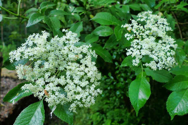 Gros Plan Des Fleurs Sureau Sambucus Nigra Peut Être Comestible — Photo