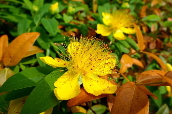 Close Uma Flor Hypericum Caylcyinum Aka Rose Sharon — Fotografia de Stock