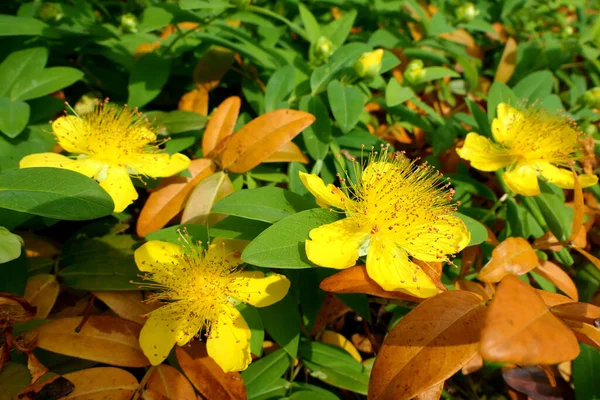 Primer Plano Hypericum Caylcyinum Flowers Aka Rose Sharon — Foto de Stock