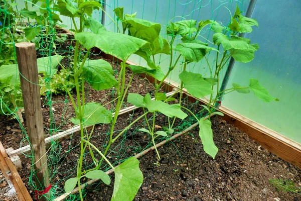 Junge Gurkenpflanzen Wachsen Einem Polytunnel Einem Kunststoffnetz Auf — Stockfoto