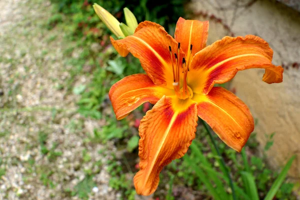 Gros Plan Lis Tigre Orange Lilium Bulbiferum Pleine Floraison — Photo