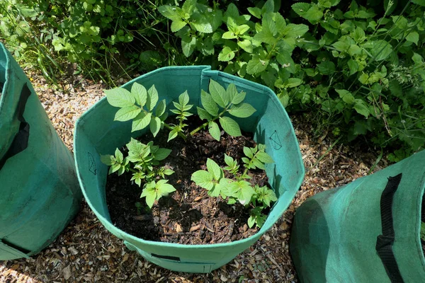 Odla Potatis Potatis Odla Påsar Fyllda Med Kompost Växter Till — Stockfoto