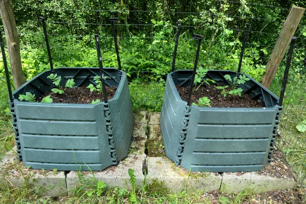 Cultivar Papas Directamente Contenedores Compost Plantas Contenedor —  Fotos de Stock