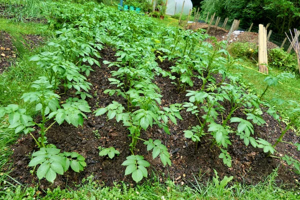 Выращивание Картофеля Традиционно Земле Почвой Засеянной Компостом Использованием Метода Копать — стоковое фото