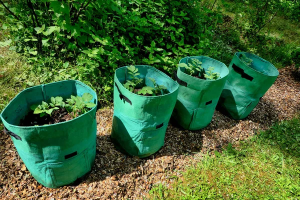 Kartoffelanbau Kartoffelsäcken Gefüllt Mit Kompost Pflanzen Einem Sack — Stockfoto