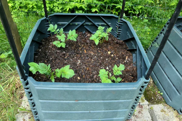 Kartoffeln Direkt Kompostbehälter Anbauen Pflanzen Die Tonne — Stockfoto