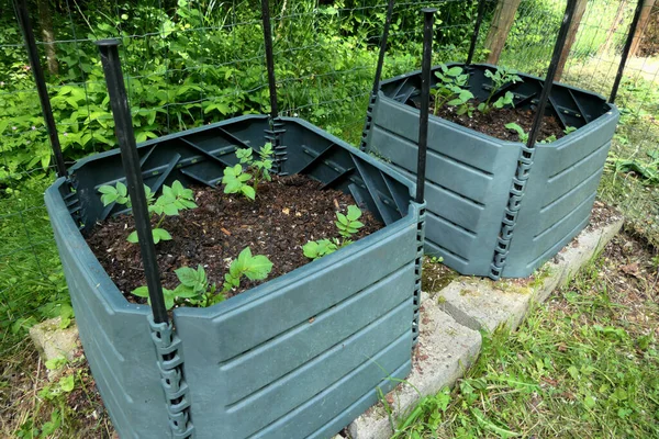 Hodowla Ziemniaków Bezpośrednio Pojemników Kompost Rośliny Pojemnika Obraz Stockowy