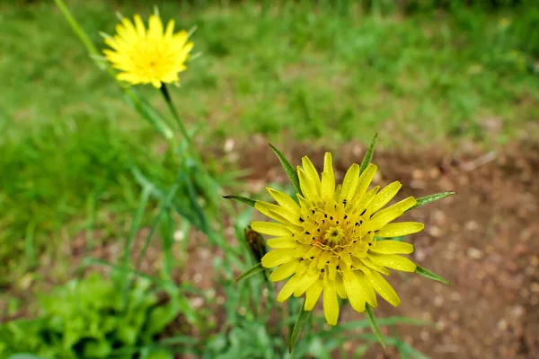 Gros Plan Une Petite Barbe Chèvre Tragopogon Minor Couverte Gouttes — Photo